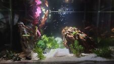 Nano aquarium fluval gebraucht kaufen  Hamburg