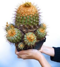 Copiapoa gigantea 9173 usato  Italia