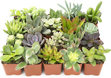 Succulent house plants for sale  USA