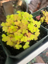 House plant oxalis for sale  Crosby