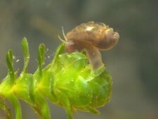 Bladder snails for sale  DUDLEY