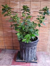 Azalea live plant for sale  Norwalk