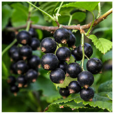 Titania blackcurrant bush for sale  NEWTOWNARDS