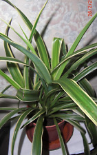 Spider plant large for sale  WALSALL