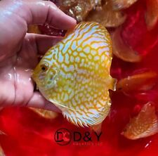 Pack live discus for sale  Plano