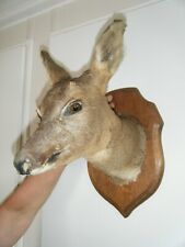 Taxidermy doe deer for sale  BRISTOL