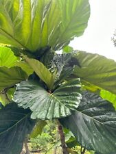 Rare ficus dammaropsis d'occasion  Expédié en Belgium