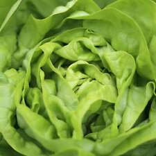 Bibb lettuce seeds for sale  Shasta Lake