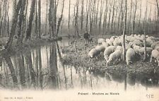Frevent moutons marais d'occasion  France