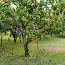 Persimmon live tree for sale  Omaha