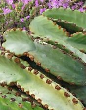 Reduced price euphorbia for sale  San Diego