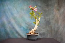 s bonsai tree for sale  North Fort Myers