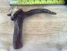 Deer antler walking for sale  BOGNOR REGIS