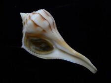 Sea Shells Busycon contrarium 82.4mm ID#4352 for sale  Shipping to South Africa
