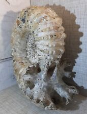 Ammonite douvilleiceras mammil d'occasion  Boussens