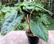 Alocasia morocco plant for sale  Hollywood