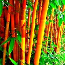 10 SEMENTES DE BAMBU GOLDEN GROOVE - Phyllostachys aureosulcata f. aureocaulis comprar usado  Enviando para Brazil