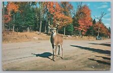 Animal deer crossing for sale  Newton