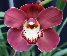 Orchids cymbidium scooby for sale  Walnut