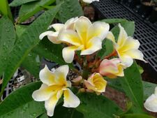 Usado, Rara Plumeria Vishnu Ouro-Flor em Forma de Tulipa/frangipani- 1 corte- importado comprar usado  Enviando para Brazil