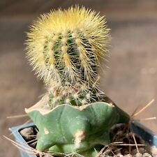 973. Uebelmannia eriocactoides  (Grafted), used for sale  Shipping to South Africa