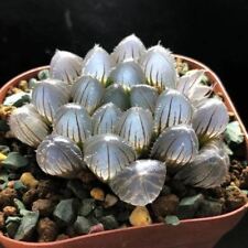 4cm succulent live for sale  Shipping to Ireland