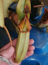 nepenthes for sale  Shipping to Ireland