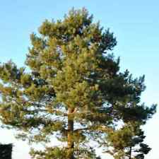 Semillas de pino escocés. Pinus sylvestris 50+ semillas frescas, usado segunda mano  Embacar hacia Argentina