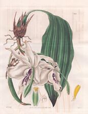 Stanhopea Eburnea Brazil Botany Flower Botany Engraving Copper Stitch Curtis 3359 for sale  Shipping to South Africa