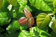 ivy poison plant for sale  Lakeland