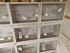 Double budgie breeding for sale  MEXBOROUGH