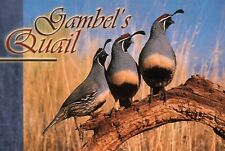 Gambel quail trio for sale  USA