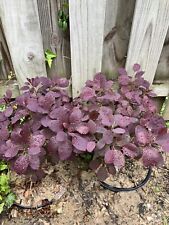 royal purple smoke tree for sale  Washington