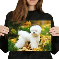 White bichon frise for sale  SELBY