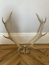 Large stag deer for sale  NORTH SHIELDS