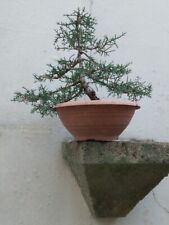 attrezzi bonsai usato  Mesagne