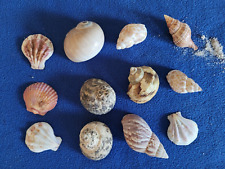 hermit crab shells for sale  Charleston