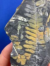 Carboniferous plant fossil gebraucht kaufen  Saarbrücken
