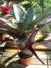 Bromeliad neoregelia hannibal usato  Spedire a Italy