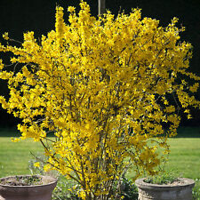 Forsythia flojor deciduous for sale  UK