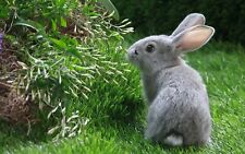 Grey bunny gray for sale  USA