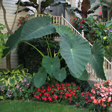 8 LIVE BULBS Colocasia gigantea Thailand Giant Thai Giant Elephant Ear Huge Leaf for sale  Shipping to South Africa