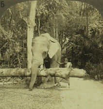 Keystone stereoview elephant for sale  Norwalk