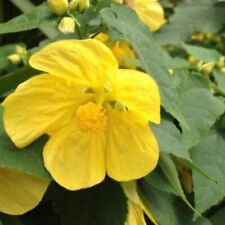 Large abutilon lucky for sale  Old Town