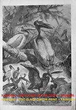 antique pelican print for sale  Lake Villa