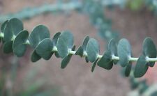 Semi i! eucalipto! i RARE portavasi pianta vaso balcone terrazzo ALBERO ornamentali saatg, usato usato  Spedire a Italy