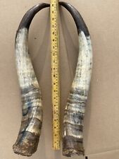 Man cave antler for sale  El Paso