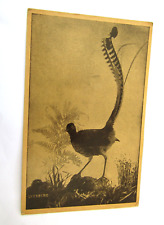 Lyrebird old animals for sale  WESTON-SUPER-MARE