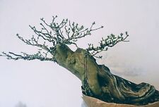 Ligustrum privet bonsai for sale  HATFIELD