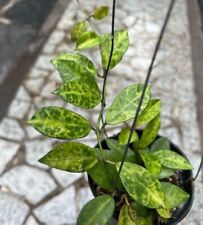 Hoya lacunosa amarillo for sale  CHESTER LE STREET